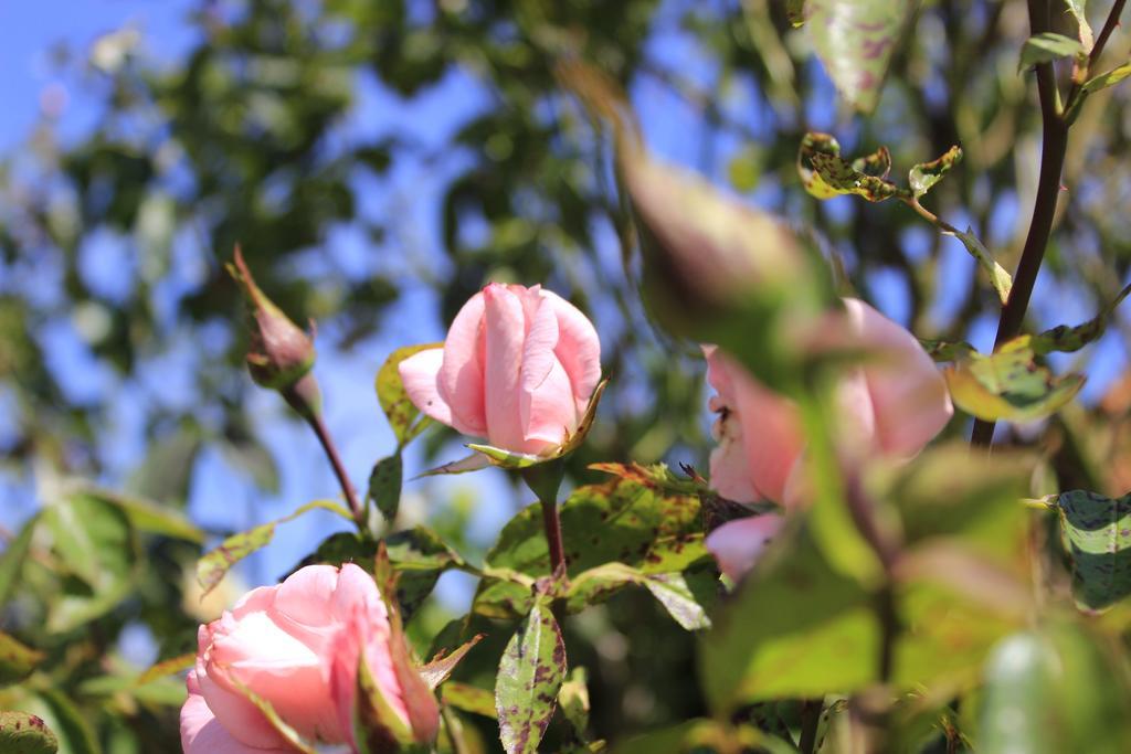 Den Bongaerd B&B And Wellness Tongeren Bagian luar foto